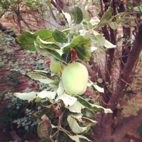 ! Beneficios de comer Manzanas!
